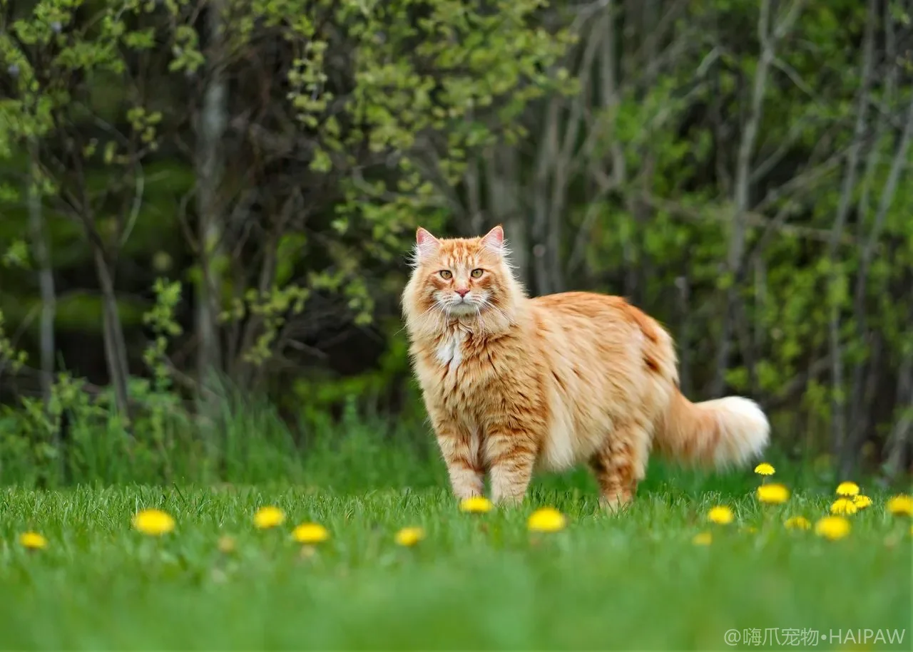 猫咪脚毛该不该剪？脚底毛修剪的利弊与操作安全全指南