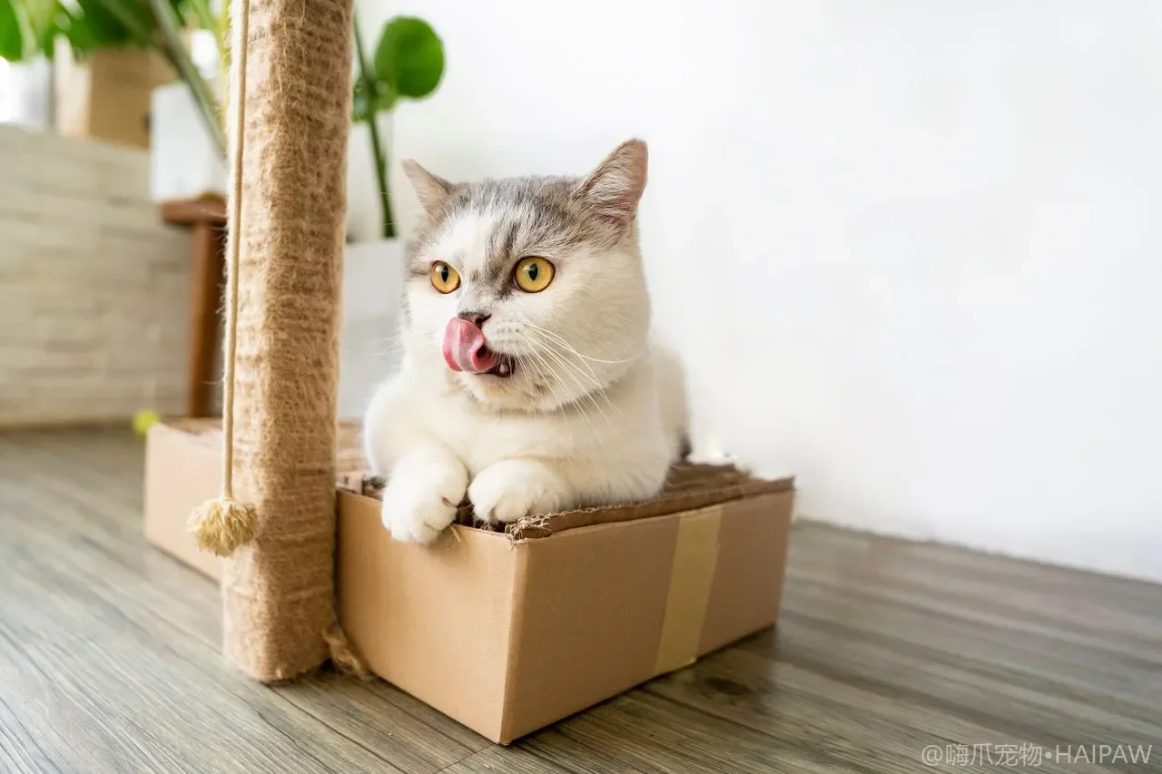 猫包和航空箱怎么选？日常出行与就医的安全选购与脱敏训练全指南