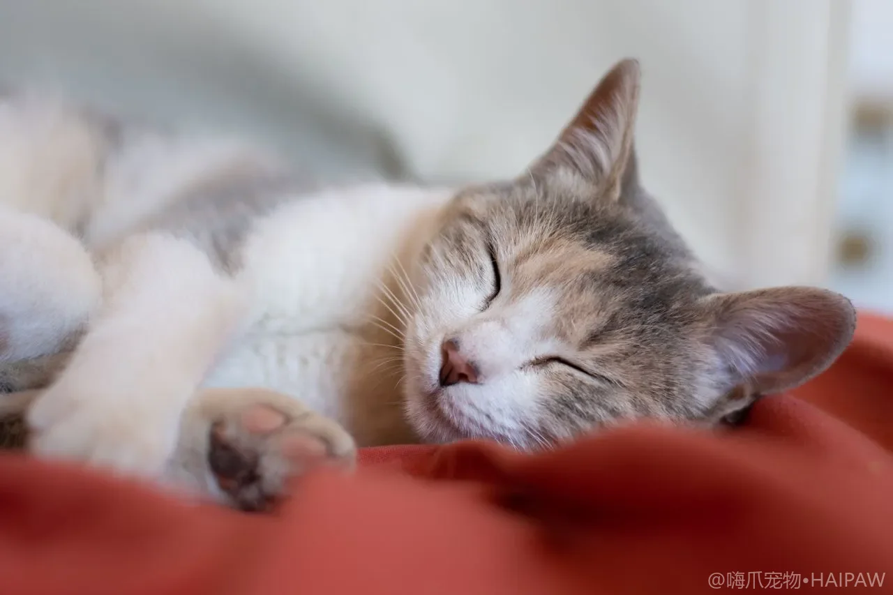猫咪反复呕吐别大意：从毛球到肠梗阻的呕吐原因鉴别与就医指南