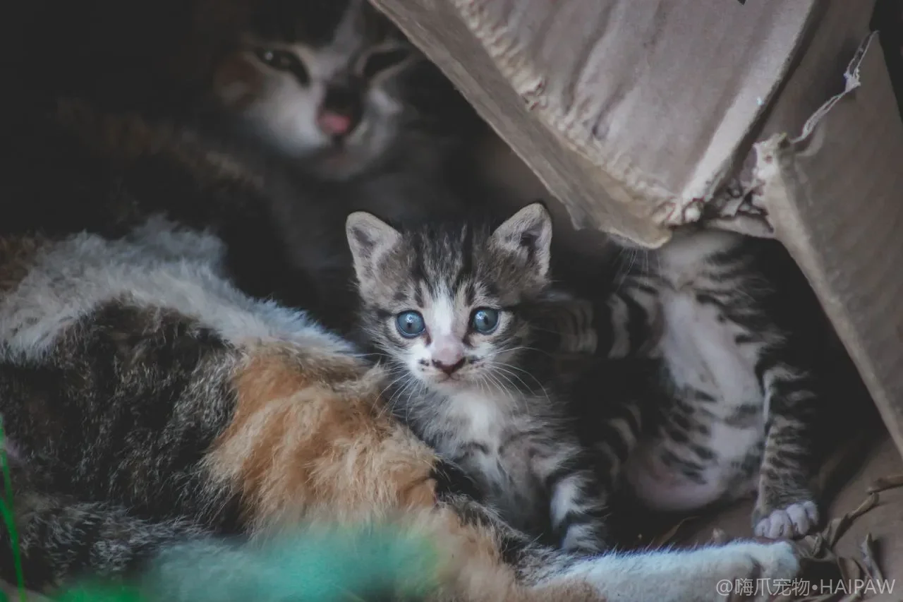 猫咪驱虫药怎么选？体内体外驱虫方案、频率与品牌对比全指南