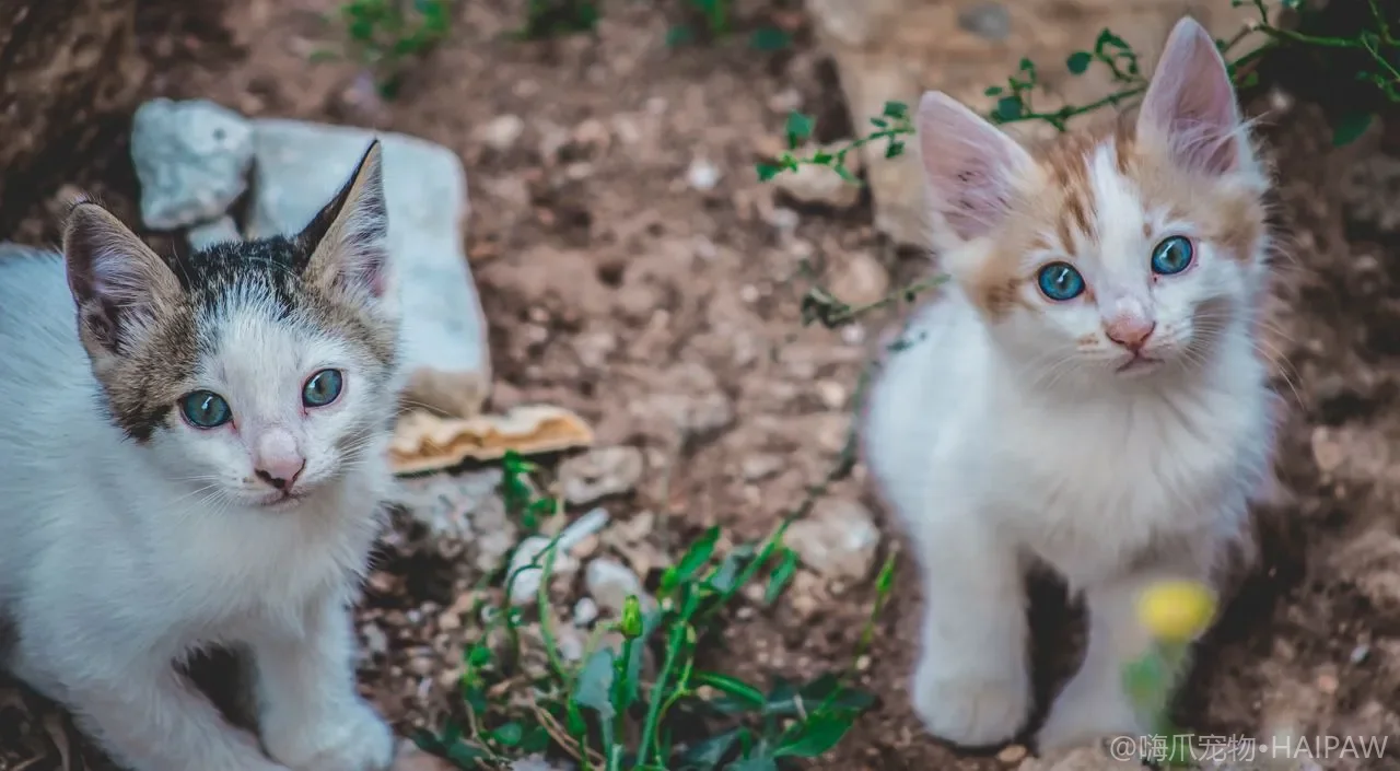 猫为什么对你慢慢眨眼？猫式飞吻的信任信号与回应方式全解读