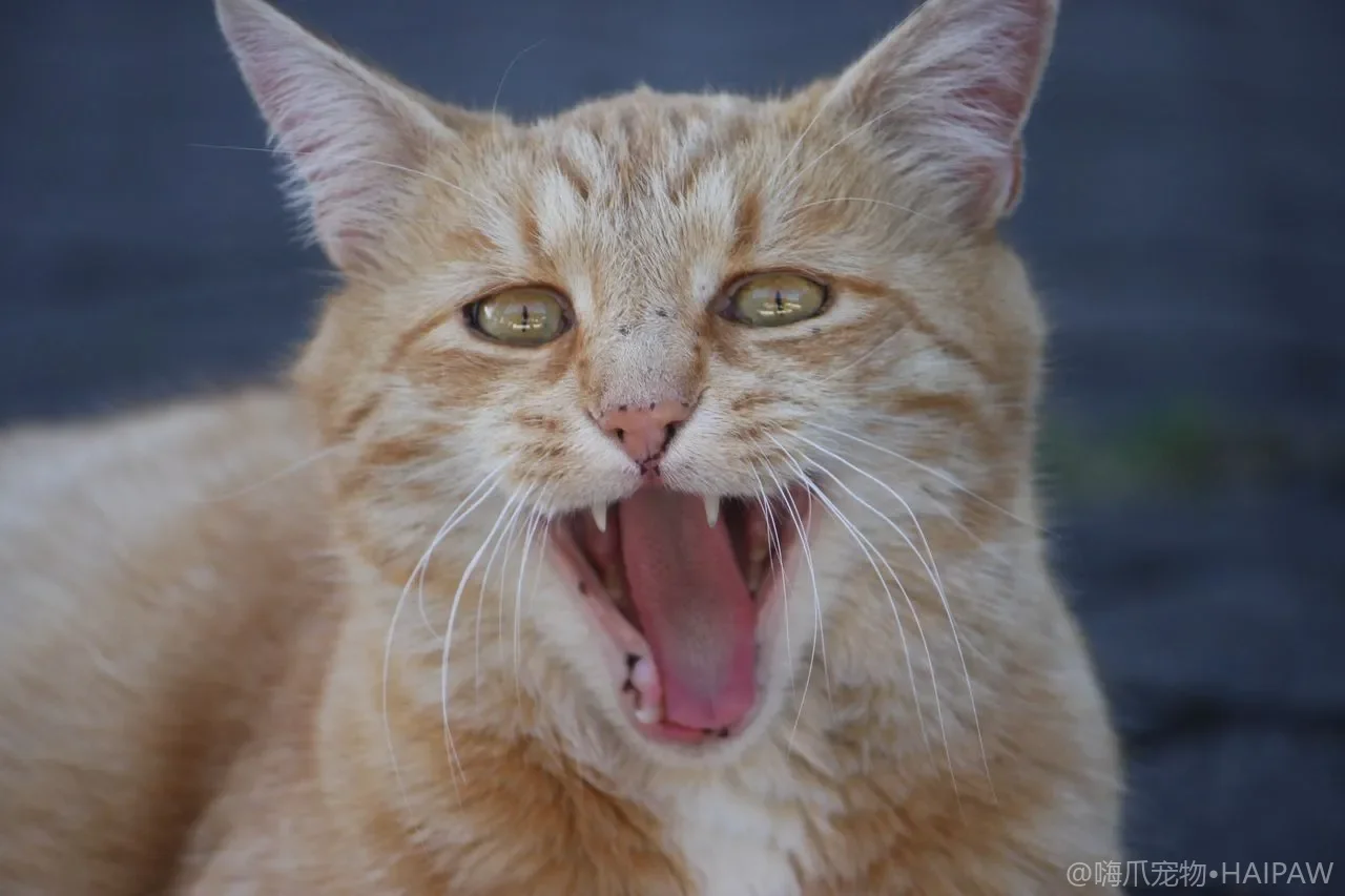 猫粮配料表怎么看？从蛋白质来源到添加剂的选购避坑全指南