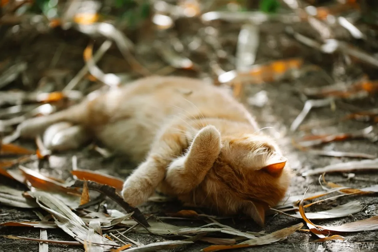 猫咪饮水机是智商税？流动水偏好、滤芯成本与选购参数实测对照