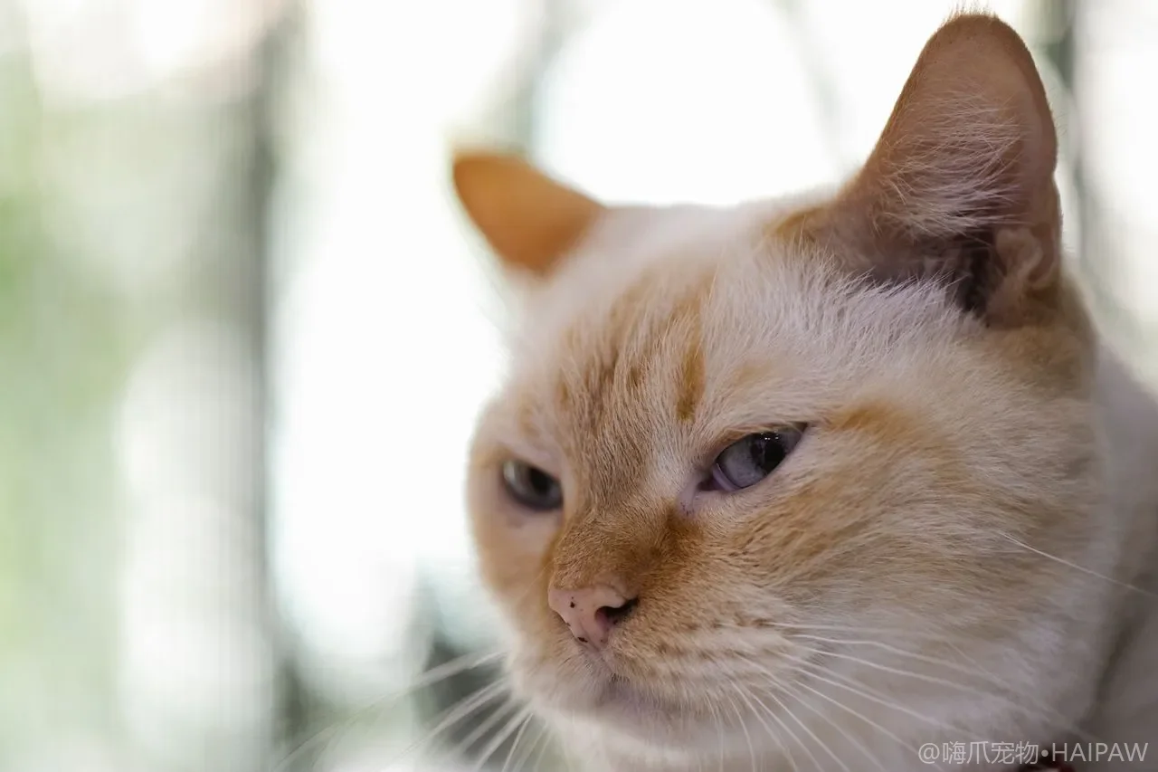 封闭式还是开放式猫砂盆？空间、脚感与除臭对照选购指南