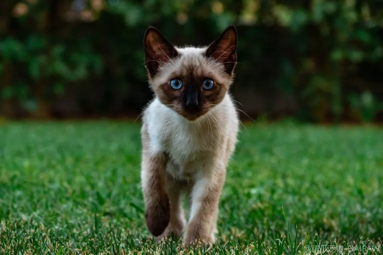 猫粮蛋白质越高越好？看懂成分表、牛磺酸与生命阶段配比避坑指南