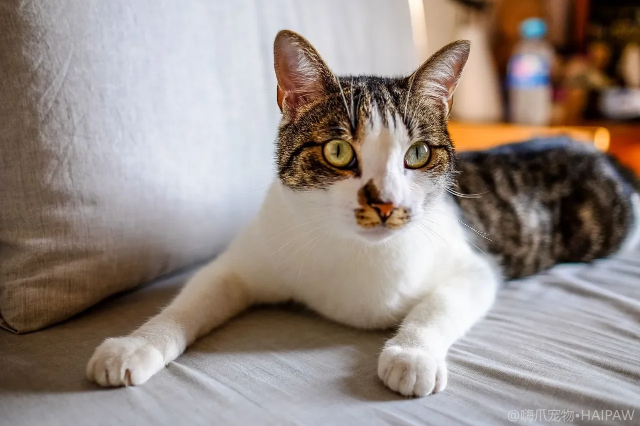 猫咪体重一个月涨半斤？居家称重曲线、体况评分与防胖管理日历