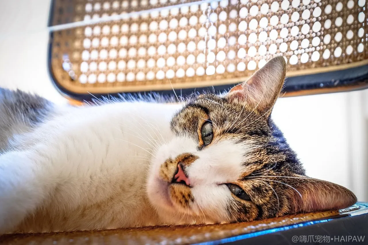 猫咪慢眨眼睛是在说“我爱你”?尾巴耳朵身体语言对照解读手册 猫咪慢眨眼睛是在说“我爱你”?尾巴耳朵身体语言对照解读手册