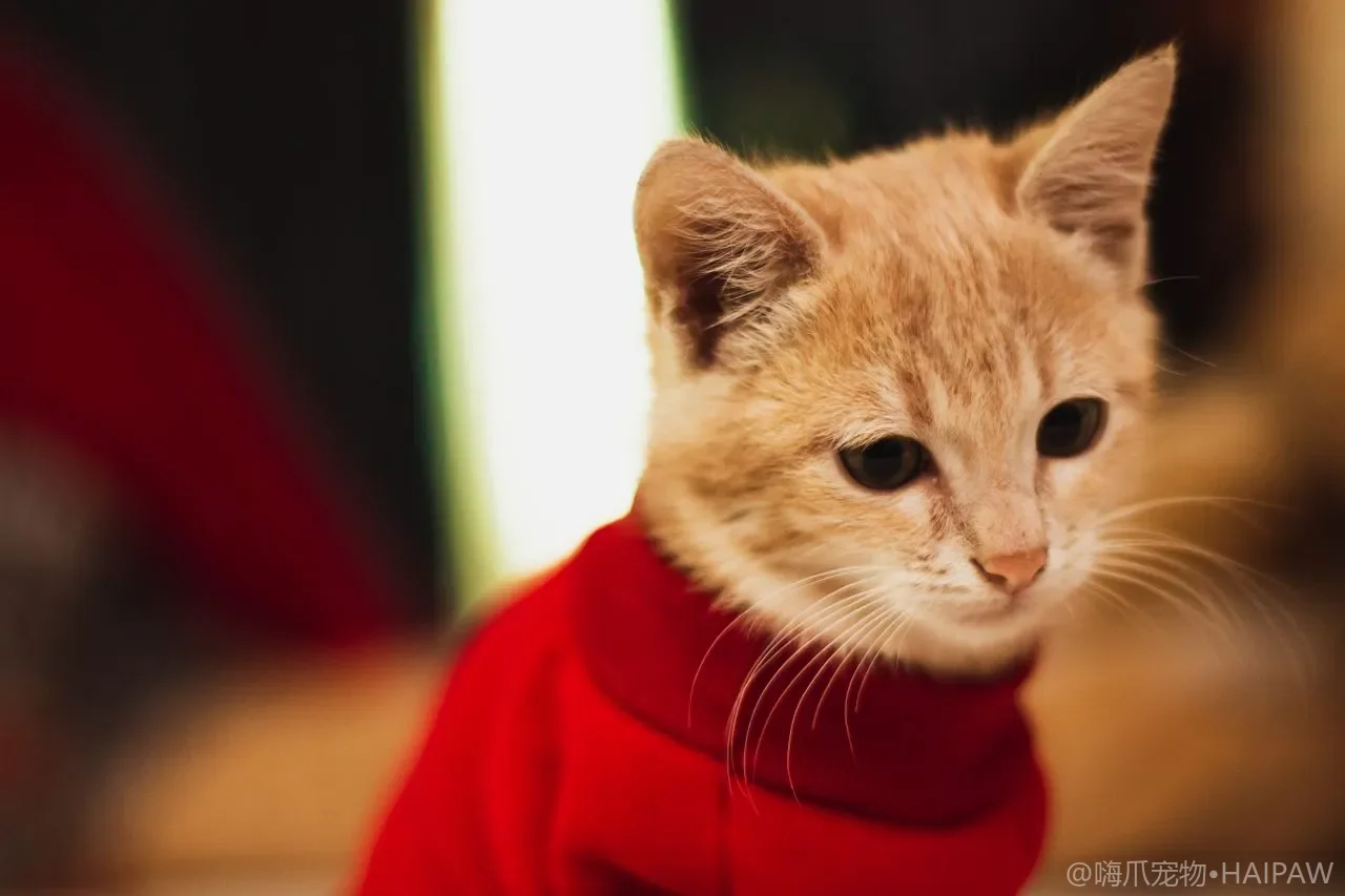 猫咪下巴黑黑的都是渣？毛囊炎清洁步骤、食碗材质与就医判断