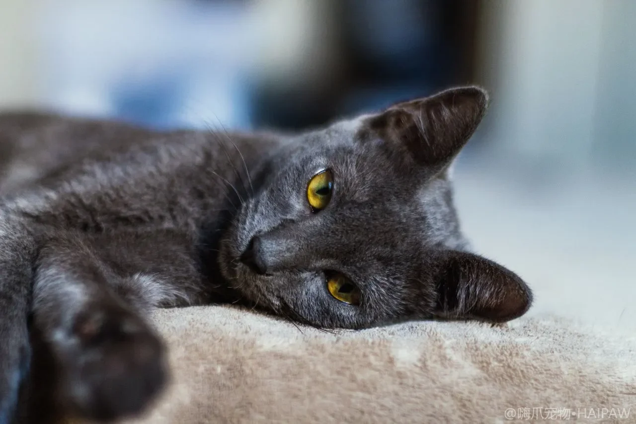 给猫剪指甲总剪出血？血线识别、保定手法与品种频率对照表