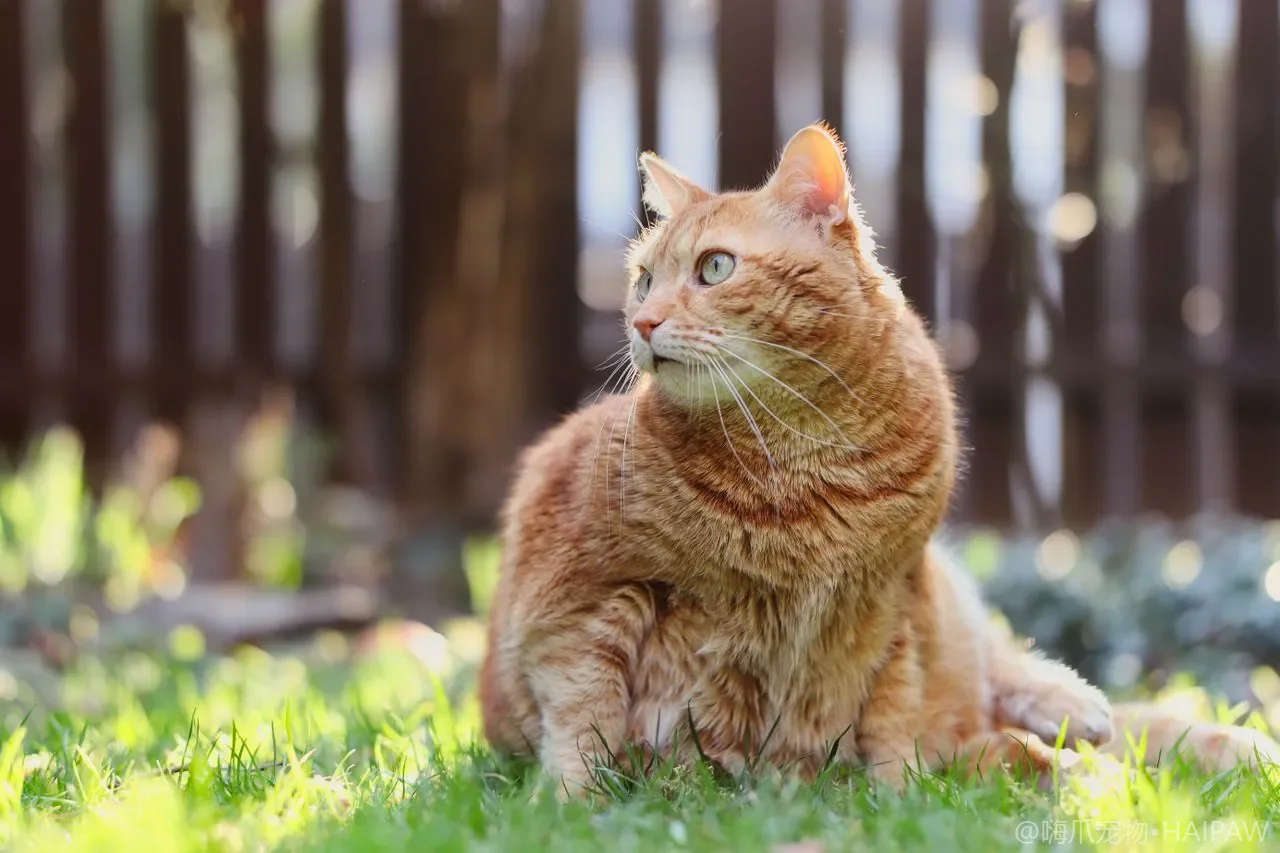 猫咪吐黄水白沫？毛球、空腹胆汁与胃炎的居家辨识与处理流程