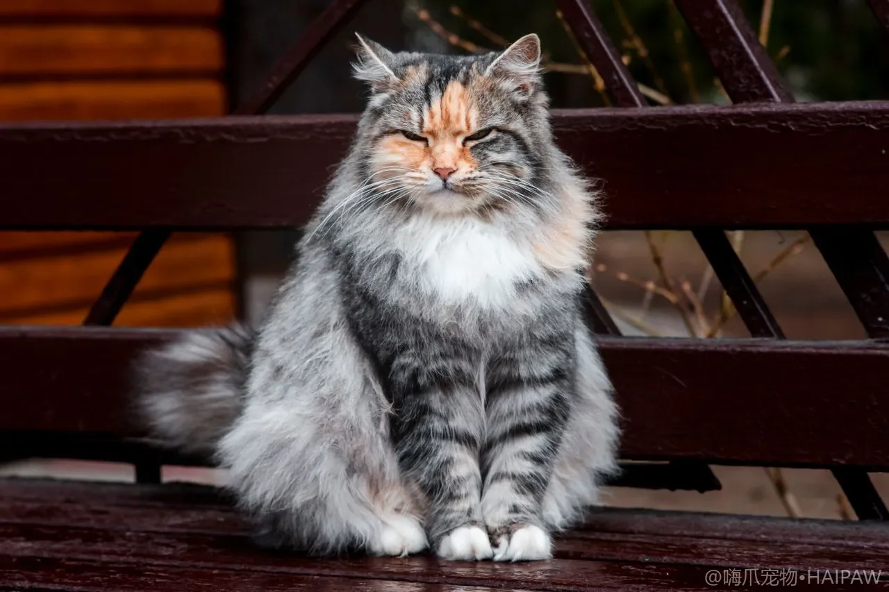 两只猫抢一个猫窝天天打架？资源布局与轮流休息区设计