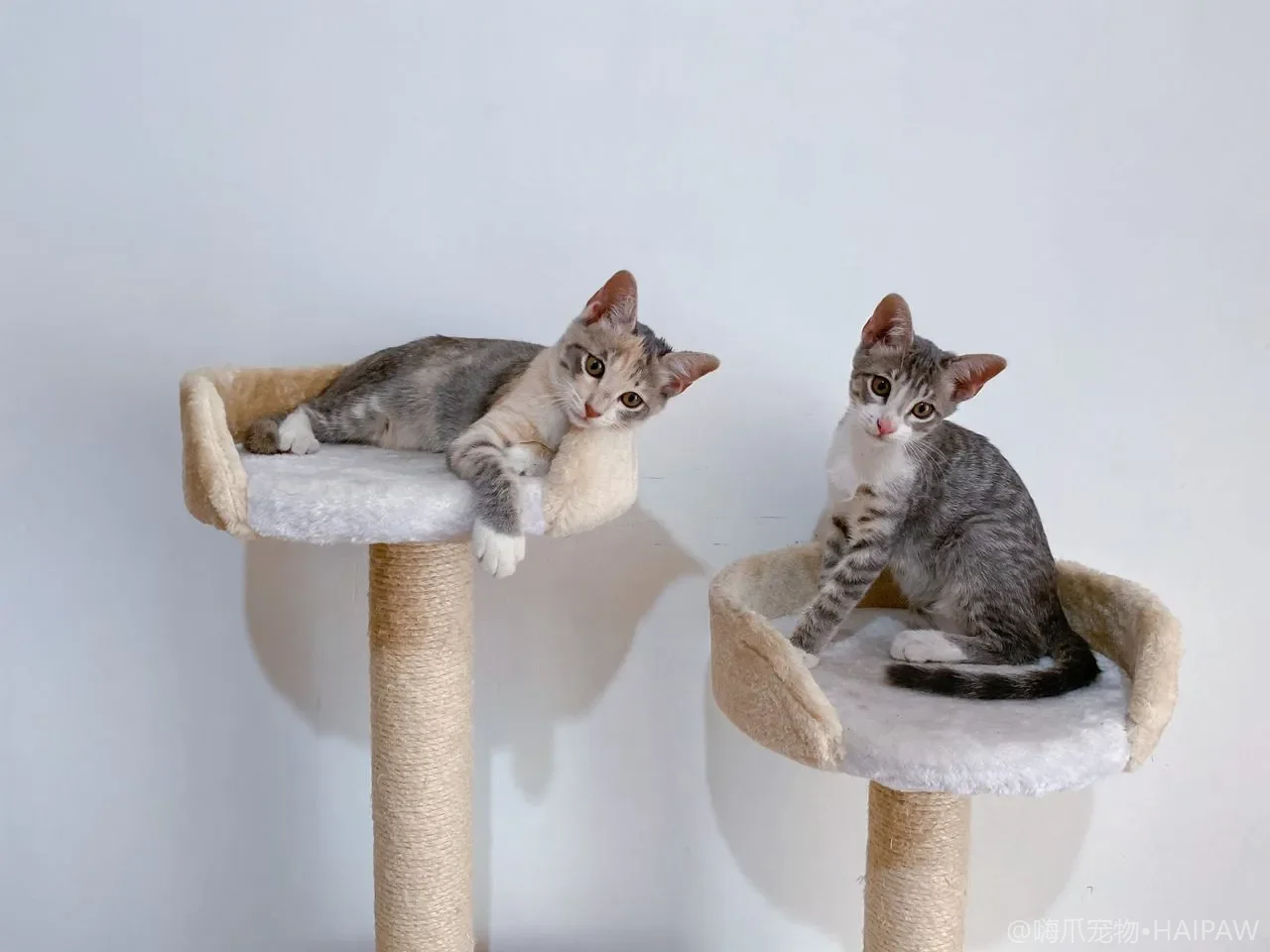 猫咪到新家不肯吃饭怎么办?从应激反应到安心适应,一套完整的安抚方案 猫咪到新家不肯吃饭怎么办?从应激反应到安心适应,一套完整的安抚方案