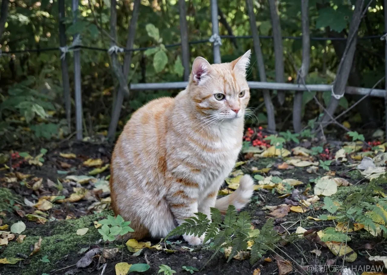 猫咪打喷嚏流眼泪？上呼吸道感染居家护理与必须就医的信号