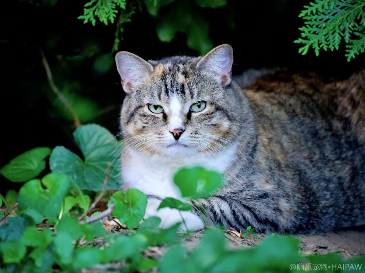 猫咪指甲盖住肉垫还咔咔响？过长指甲修剪频率与磨甲替代方案