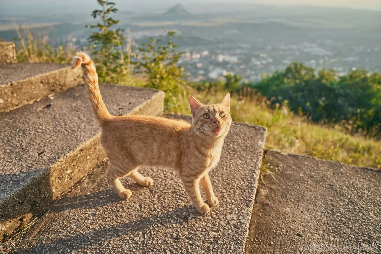 猫咪只喝罐头汤不吃肉？挑食纠正顺序、热量缺口与疾病排查