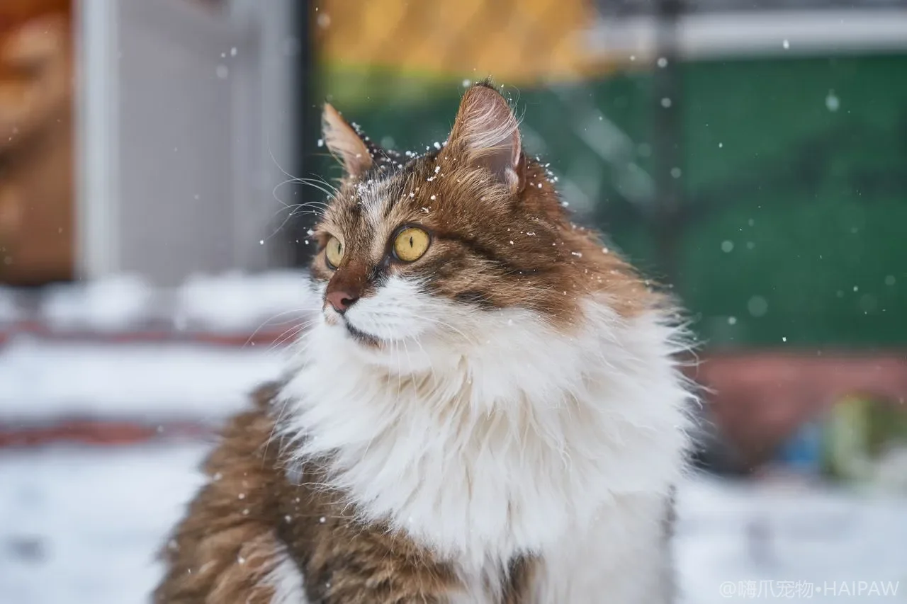 猫咪晚上疯狂跑酷撞墙？疯跑窗口、能量释放与异常排查指南