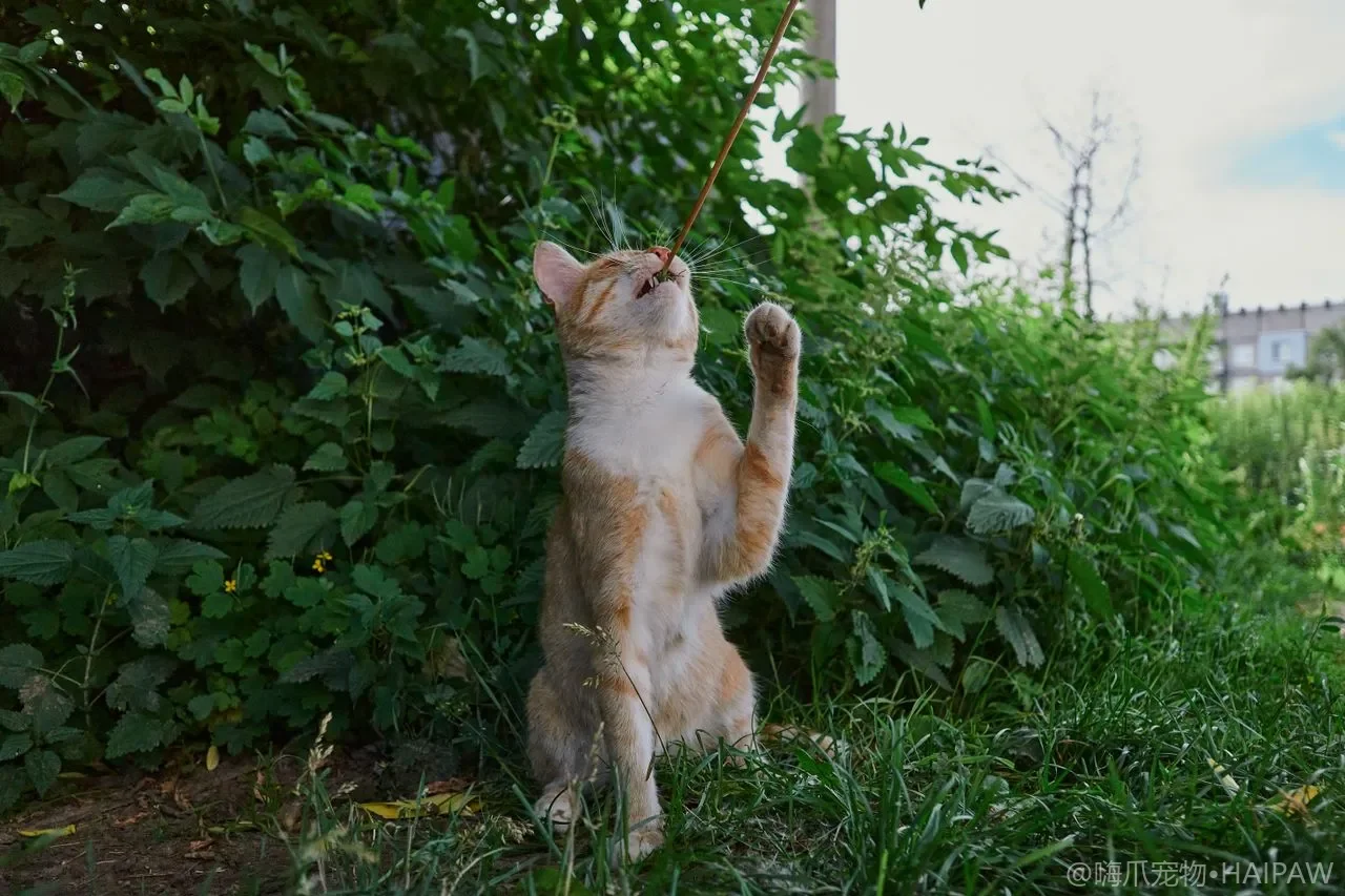 猫咪泪痕越擦越脏?泪痕成因、安全清洁频率与就医信号 猫咪泪痕越擦越脏?泪痕成因、安全清洁频率与就医信号
