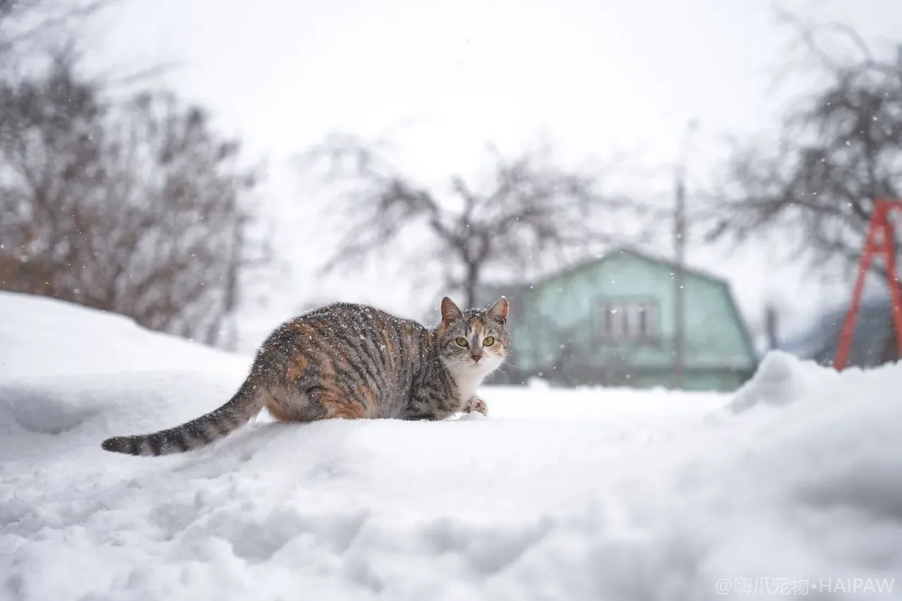 猫项圈戴了就抓？逃逸扣选择、佩戴时长与室内猫替代方案