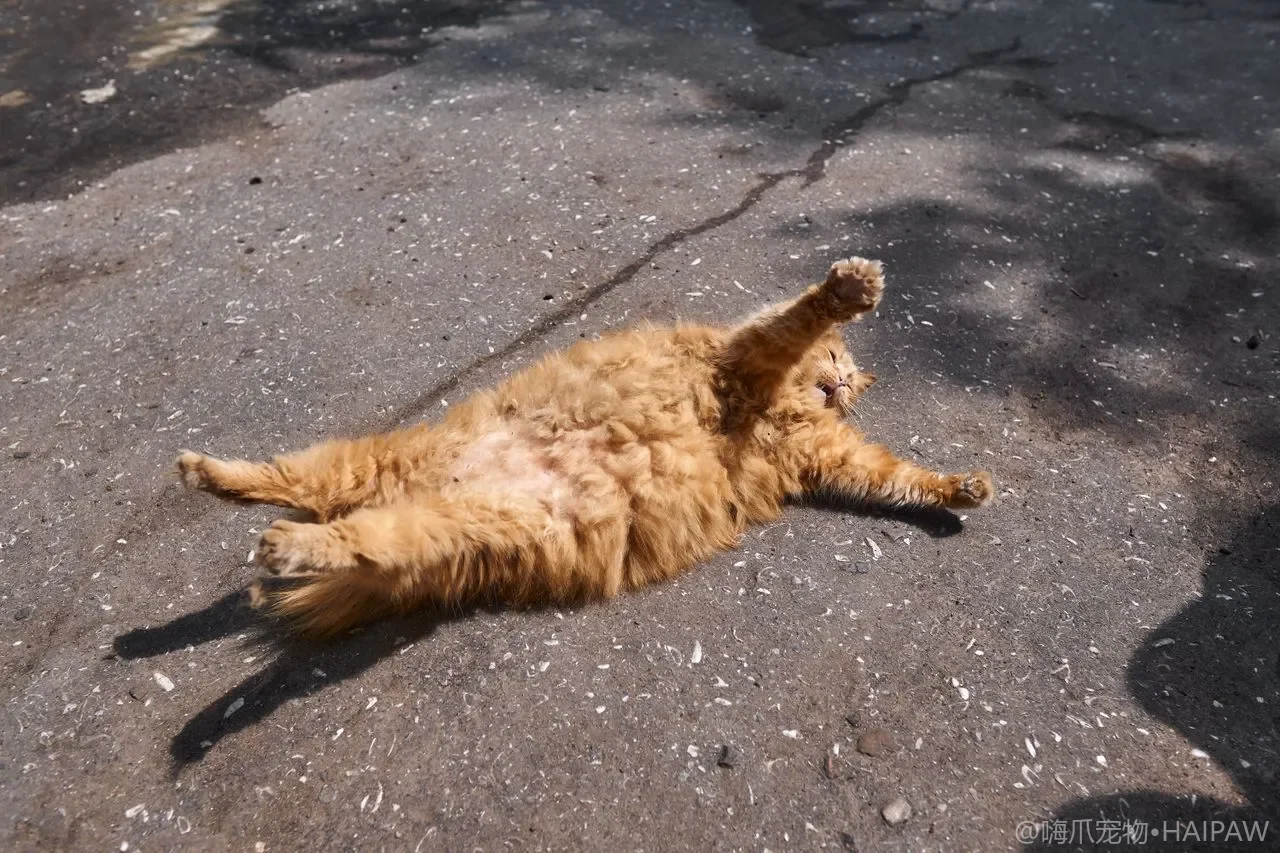 两只猫抢饭咬起来？分餐隔离、慢食与资源紧张化解法