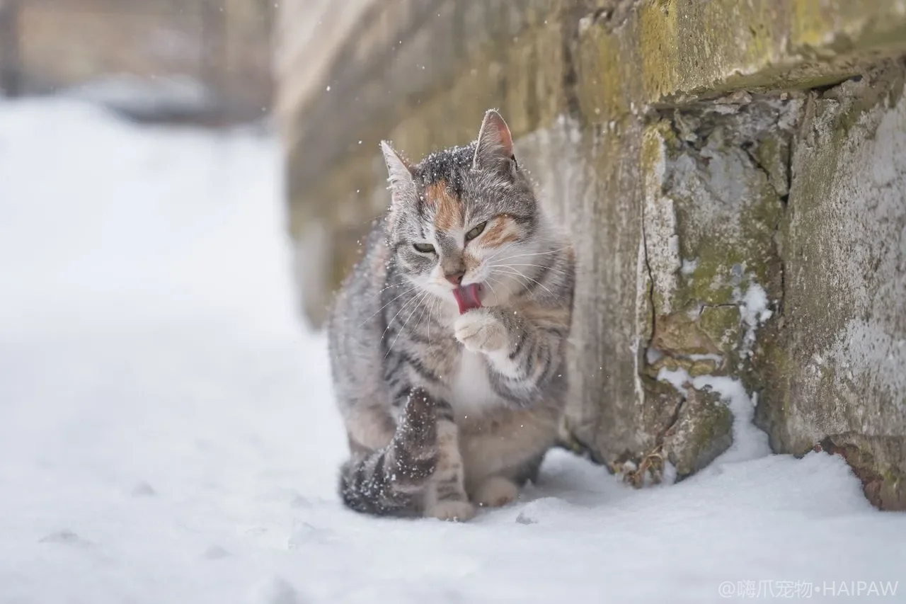 猫咪总在地毯上尿尿？砂盆外排泄位点偏好、酶清洁与重建训练