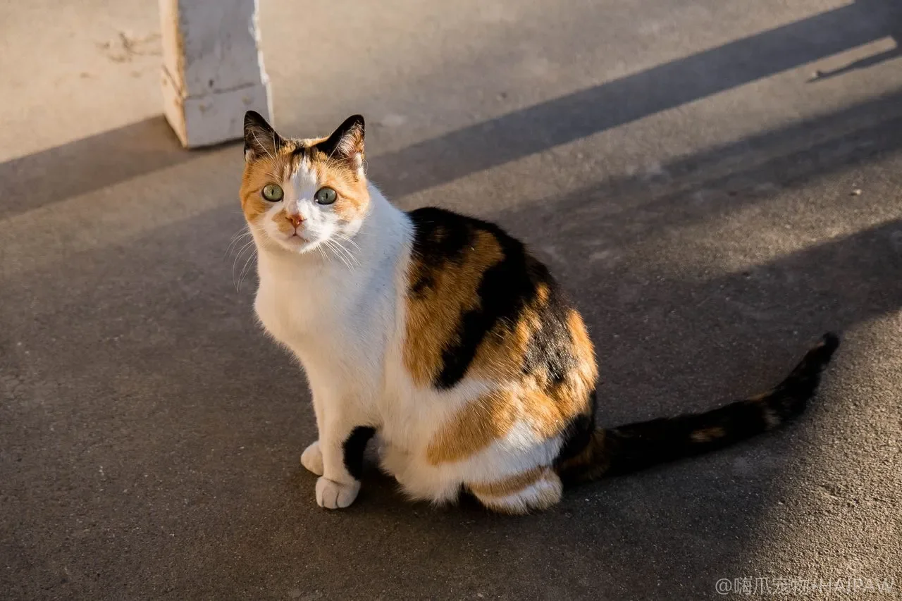 自动喂食器会把猫喂胖吗？定时定量选购参数与防拆防卡粮避坑