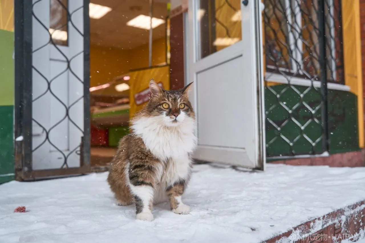 猫咪挑食只吃冻干？7种科学诱食法与挑食背后的健康隐患排查