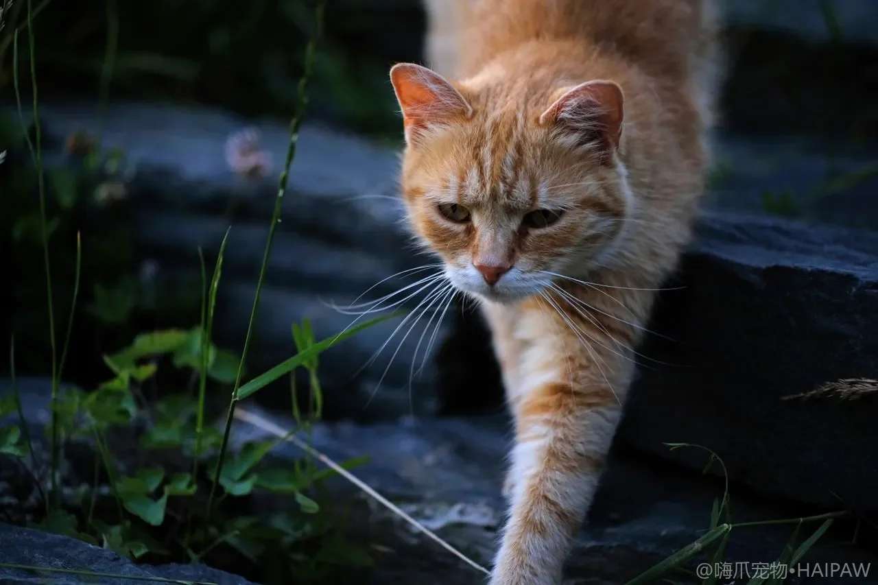 两只猫抢窗台互吼？多猫垂直空间不足的领地分层与资源加倍方案