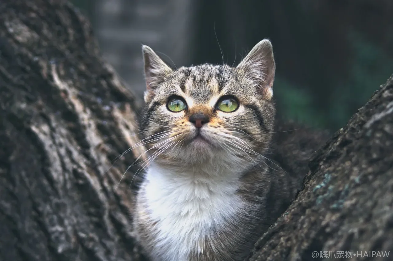 猫咪眼屎多到粘住眼毛？泪痕清洁、结膜炎辨别与日常眼部护理