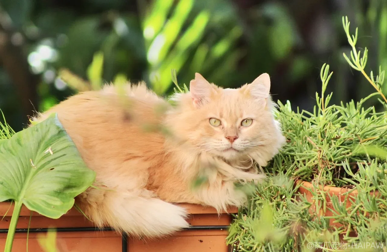 长毛猫毛结硬成毡片？不开刀剃光的分步开结梳与预防方案