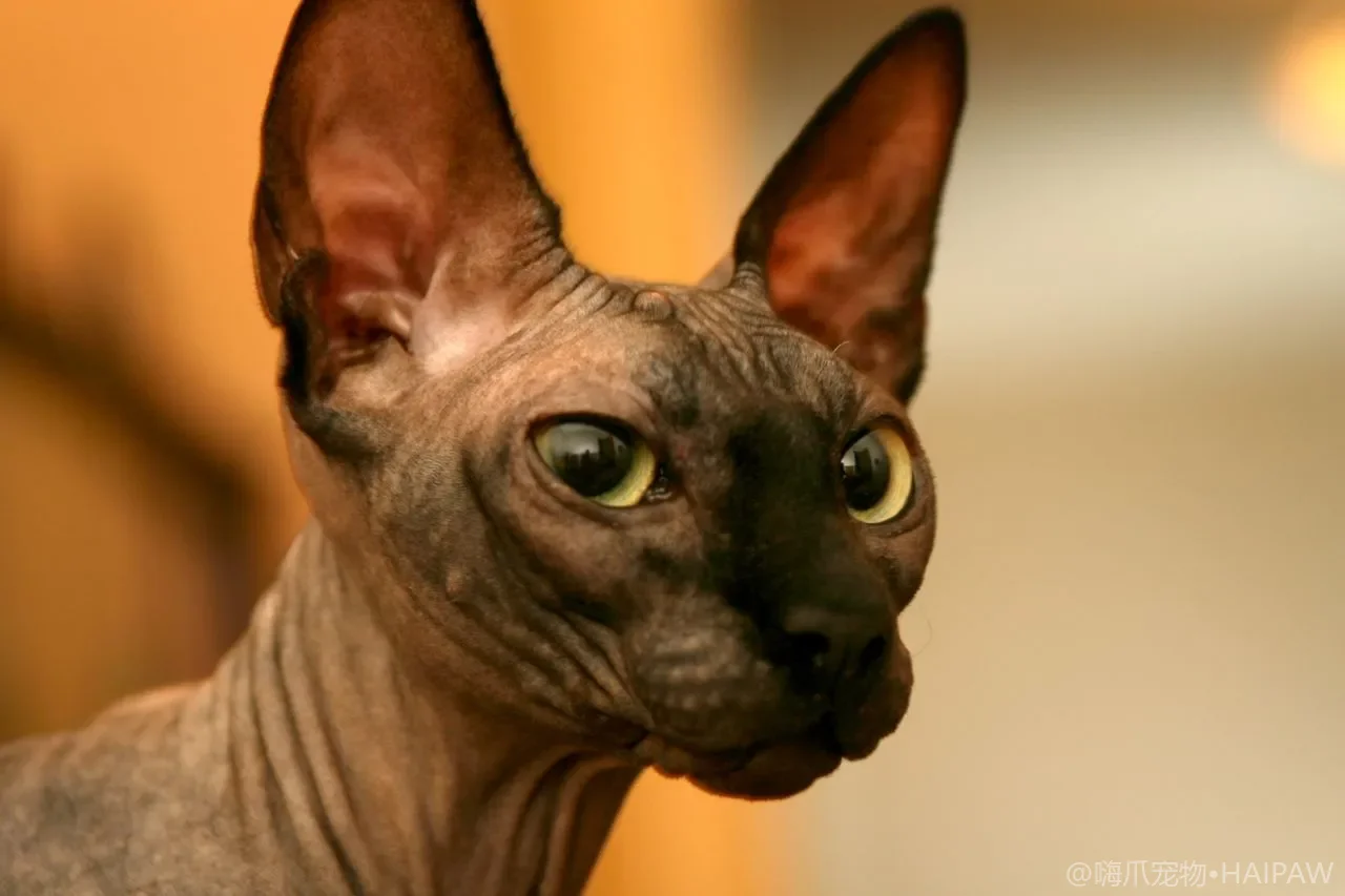 猫咪半夜三点突然疯跑撞墙？夜游症原因解读与调整作息实用方案