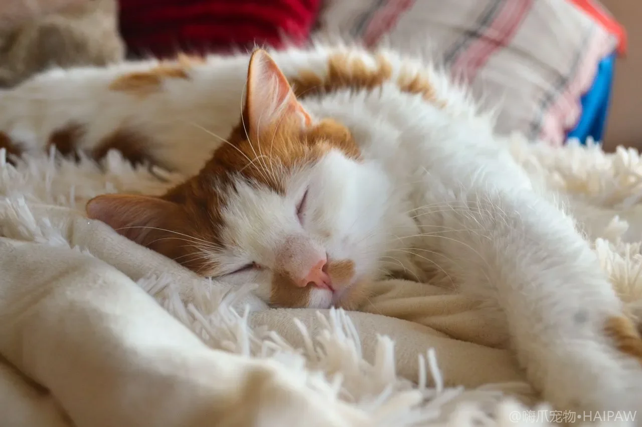 猫薄荷和木天蓼有什么区别？效果对比、正确用法与安全性全指南