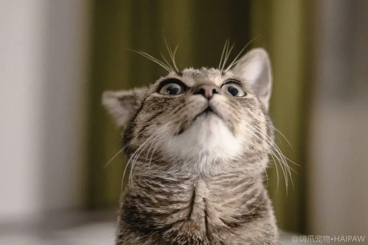 猫砂被带得满地都是？落砂垫、砂盆选型与防带砂系统解决方案全指南