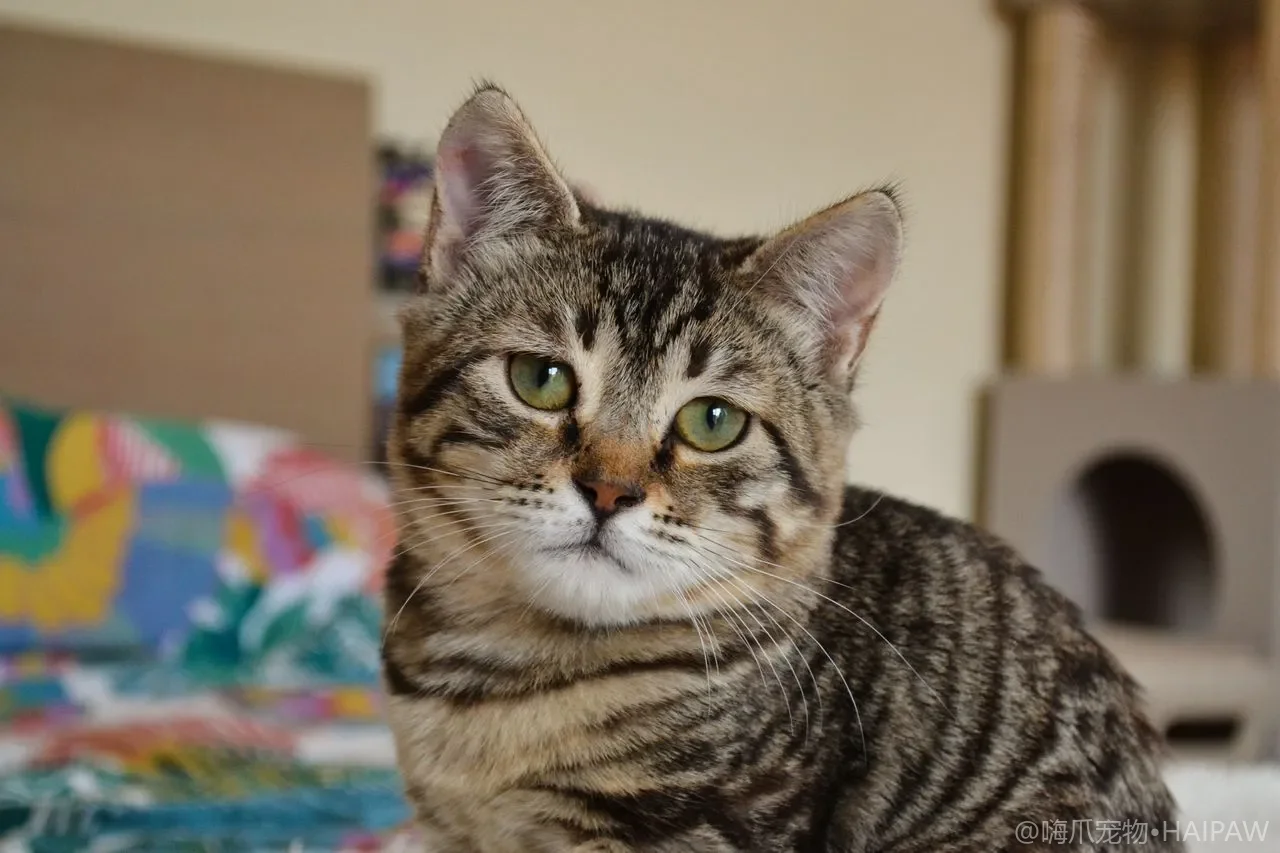 猫咪突然暴饮暴食还越来越瘦？猫糖尿病早期信号与胰岛素饮食管理