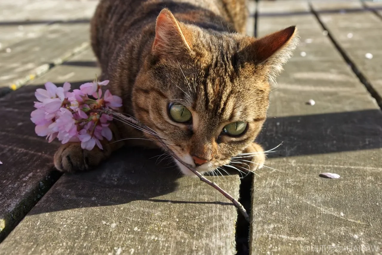 多猫家庭谁是老大？猫群等级秩序真相、关系识别与公平管理全指南