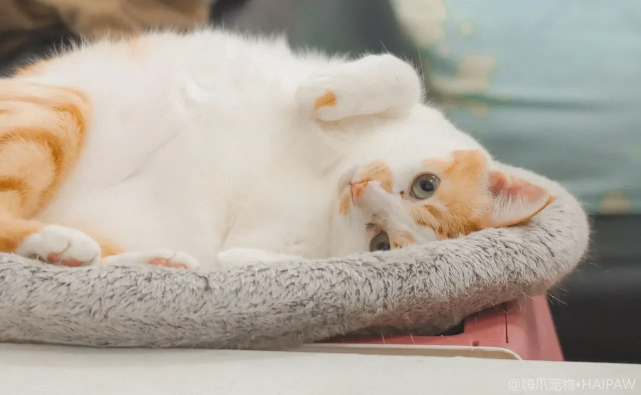 猫为什么喜欢睡在你身上？胸口、脸上、头边的睡眠位置情感密码全解读