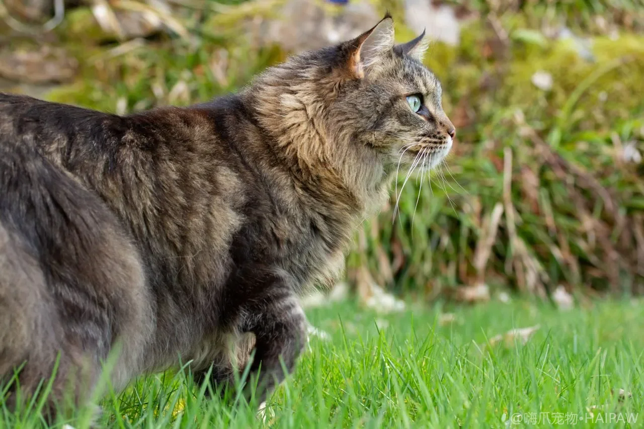 猫咪拉稀腹泻怎么办？软便到血便的四级分级、居家护理与就医红线全指南