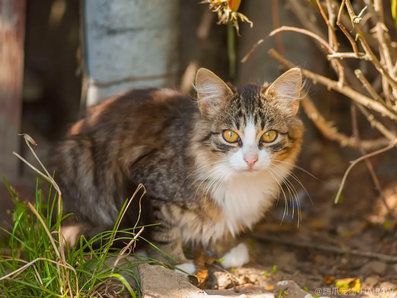 猫咪肛门腺需要挤吗？肛门腺炎识别、居家挤压操作与预防全指南