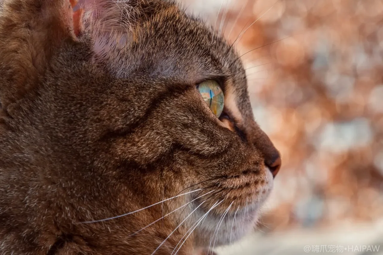 猫咪喝牛奶拉肚子？乳糖不耐受识别与安全补水补钙替代清单