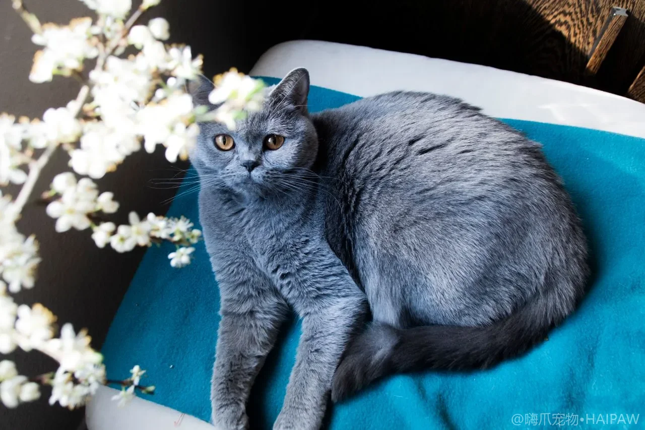猫咪能喝牛奶吗?乳糖不耐受原理、安全奶品选择与腹泻处理全指南 猫咪能喝牛奶吗?乳糖不耐受原理、安全奶品选择与腹泻处理全指南
