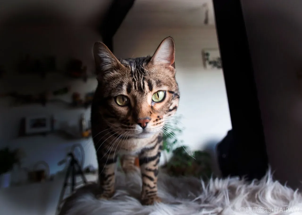 激光笔逗猫会上瘾越逗越疯？玩具选择与“捕猎成功”收尾训练指南