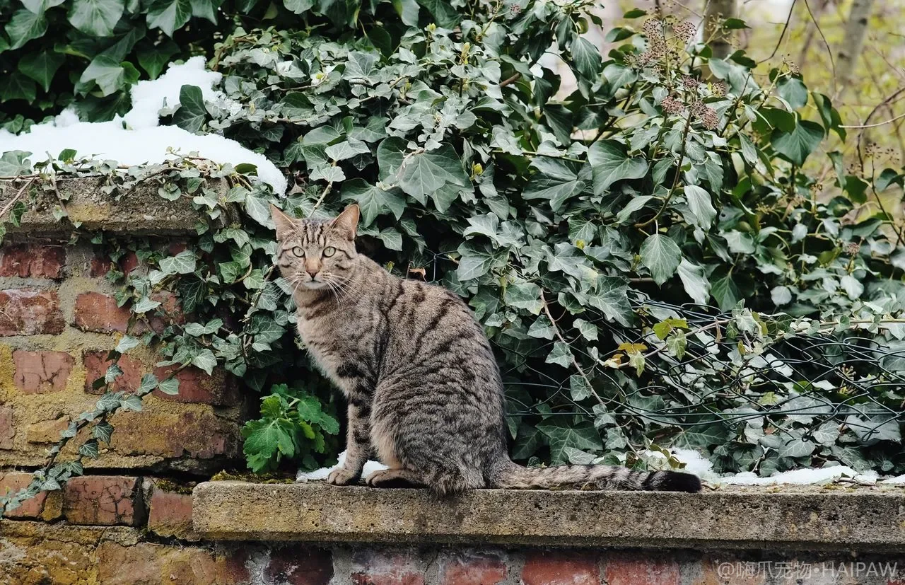 大猫总抢小猫嘴边粮还扑打？年龄差多猫的保护隔离与公平相处术