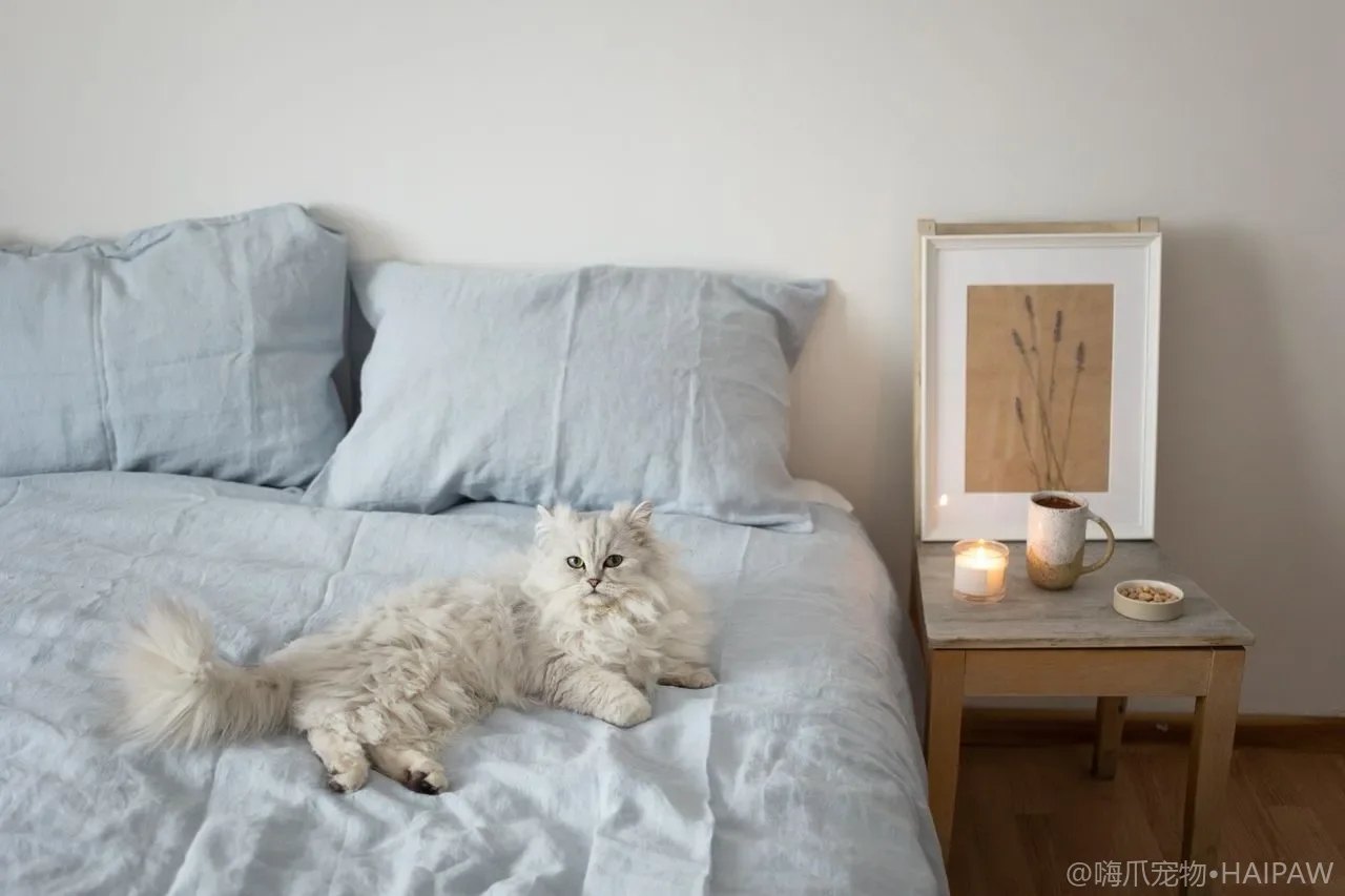 猫咪尿频滴尿别忽视！从膀胱炎到应激，读懂原因并掌握正确的预防与护理方法