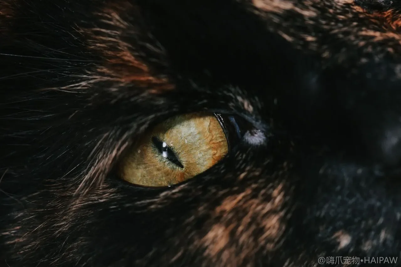 猫咪体重一个月涨半斤?居家称重曲线、体况评分与防胖管理日历 猫咪体重一个月涨半斤?居家称重曲线、体况评分与防胖管理日历