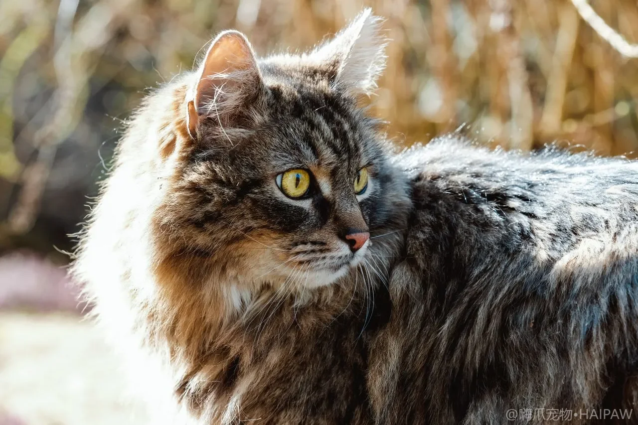 给猫咪洗澡水温多少度才安全？怕水猫的分区湿洗法与防感冒细节