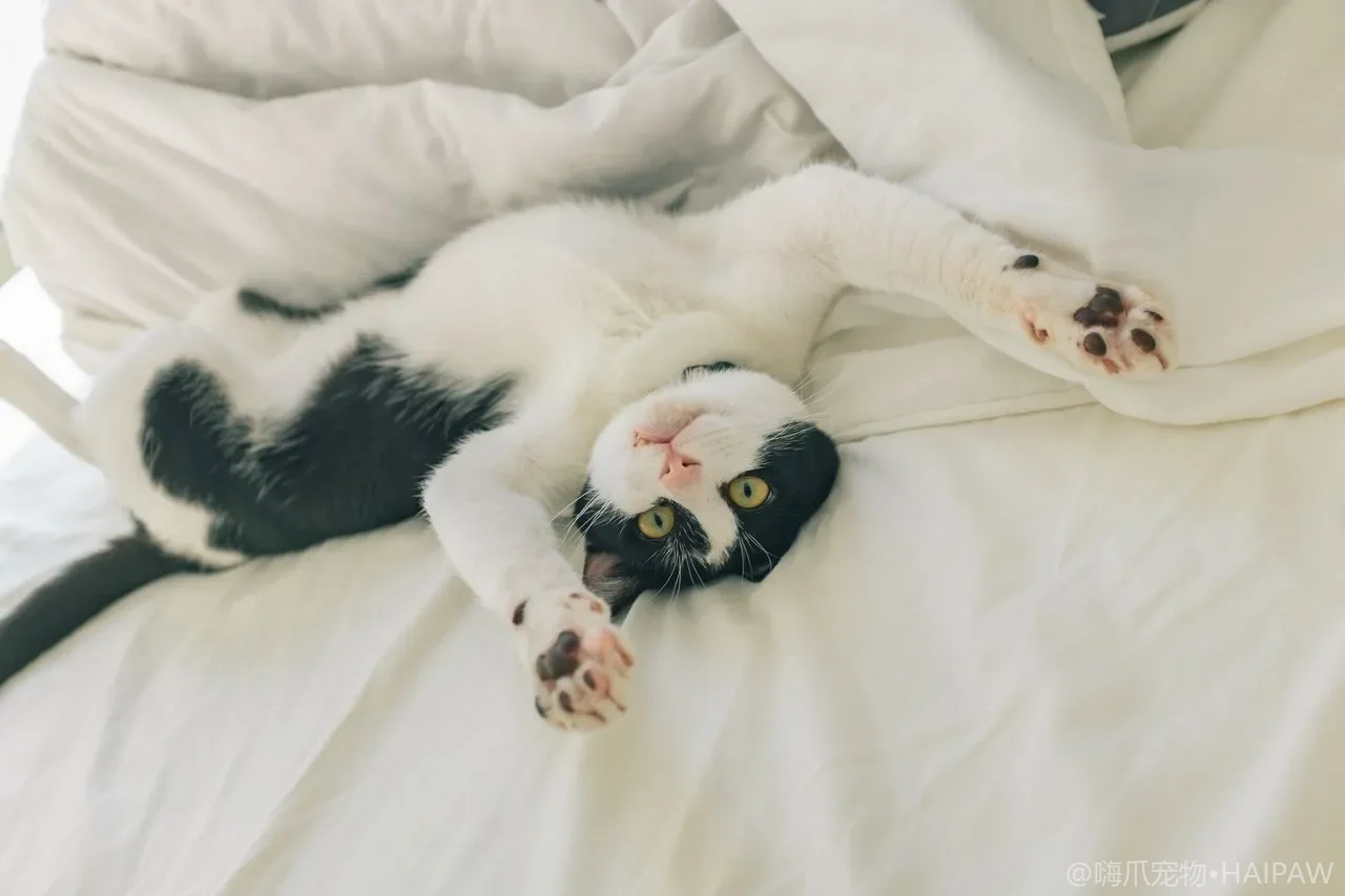 猫狗同住第一周就打架？气味交换、地盘分割与监督见面七步法