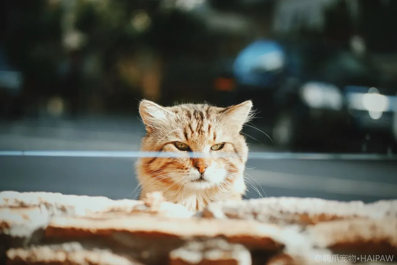 猫咪张嘴喘气还用嘴呼吸？猫哮喘识别、居家诱因排查与急救边界
