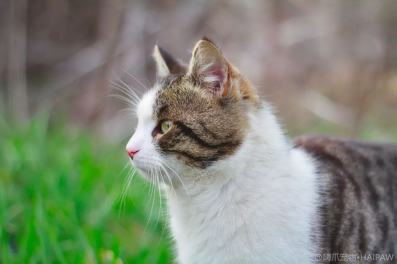 猫咪对着门喷尿是恨你吗？尿标记动机解读与绝育后仍喷射的干预