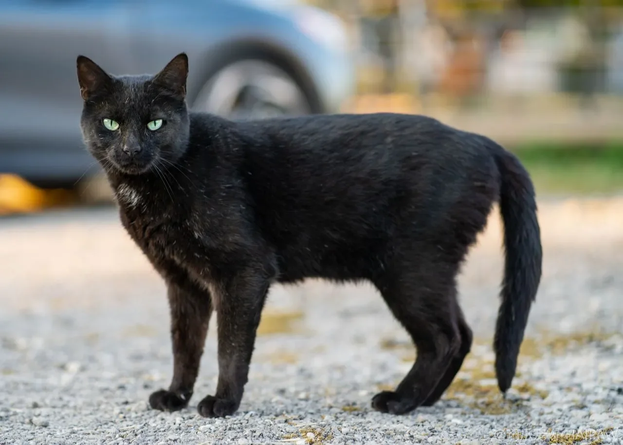 猫咪耳道臭到熏人？耳螨、酵母与细菌性耳炎的居家辨识与清洁边界