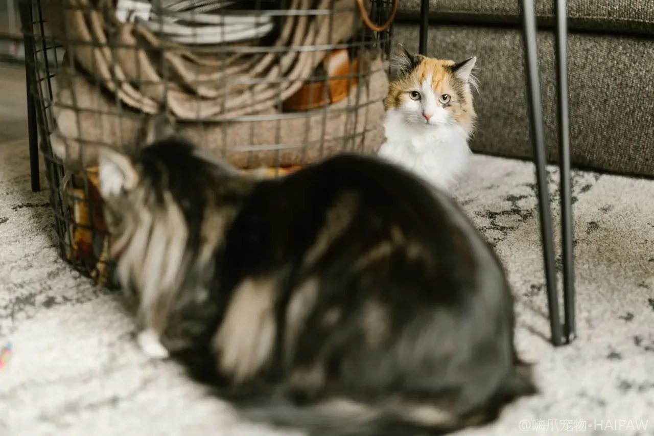 自动猫砂盆漏铲还夹尾巴？选购参数、安全结构与传统盆备份策略