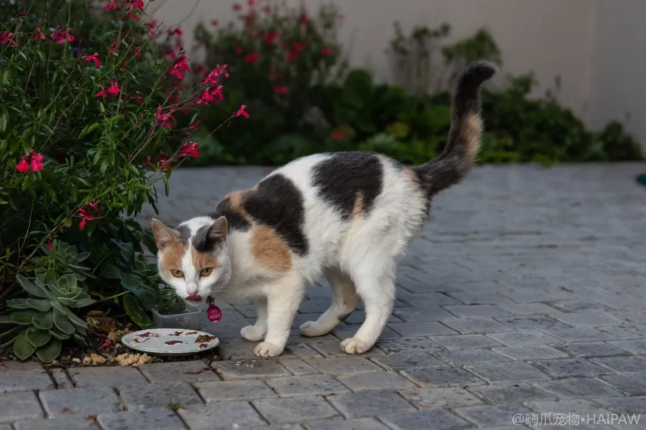 猫窝买了不睡纸箱却抢？窝型选择、摆放位点与安全感设计避坑